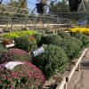 Retail Nursery Plant Nursery in Lawton, OK Naturescape LLC